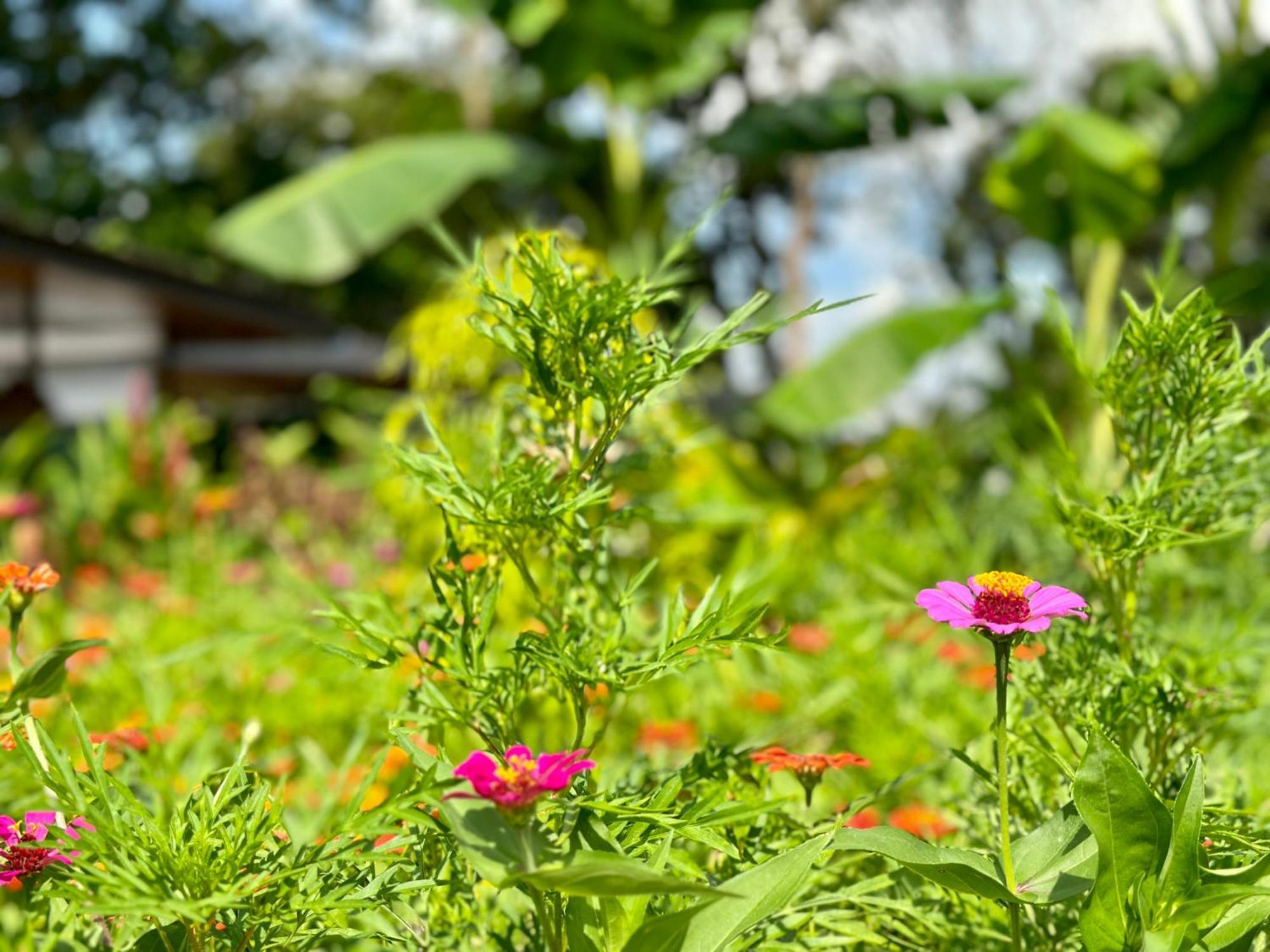 Almendros Eco-Villas La Fortuna Extérieur photo